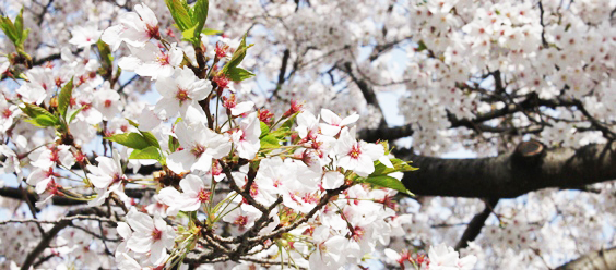 sakura banner_bright.jpg
