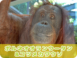 ボルネオオランウータン コツメカワウソ