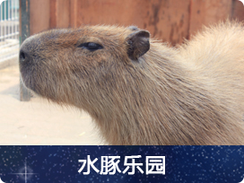 水豚乐园