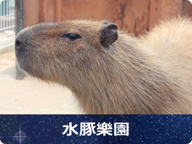 水豚乐园