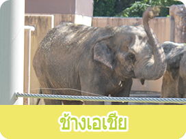 ช้างเอเชีย