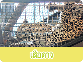 เสือดาว