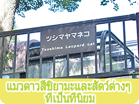 แมวดาวสึชิยามะและสัตว์ต่างๆ ที่เป็นที่นิยม