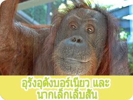 อุรังอุตังบอร์เนียว และ นากเล็กเล็บสั้น