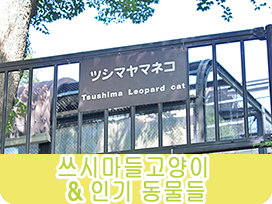 츠시마 들고양이 & 인기 동물들