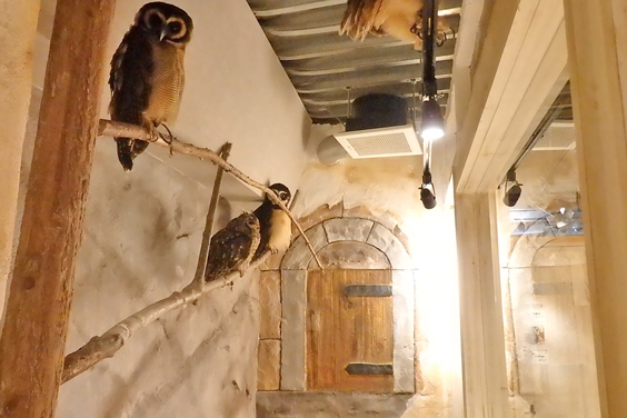 Owls Cafe Tenjin