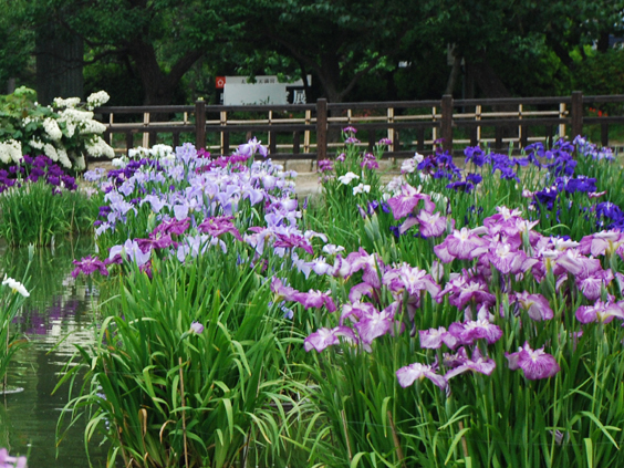 太宰府天満宮の花菖蒲