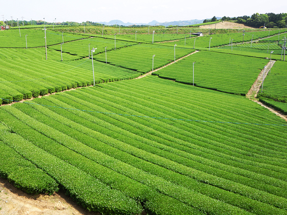 特集 來自泰國的madecor之福岡體驗日記 八女中央大茶園 Asianbeat